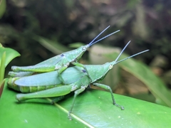 Atractomorpha similis