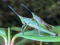 Atractomorpha similis