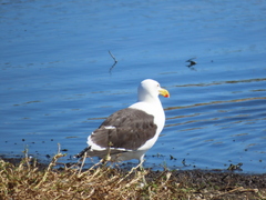 Larus dominicanus vetula