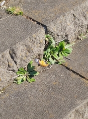 Argynnis hyperbius hyperbius