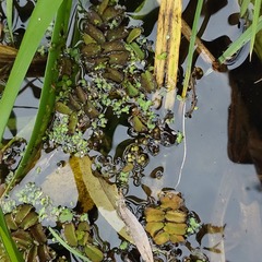 Lemna turionifera