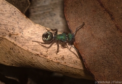 Polyrhachis hookeri