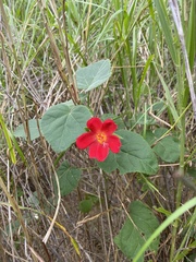 Hibiscus martianus