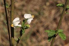 Hibiscus micranthus