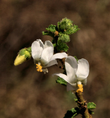 Hibiscus micranthus
