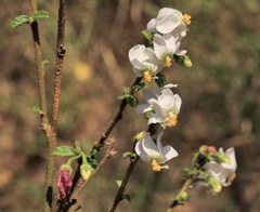 Hibiscus micranthus