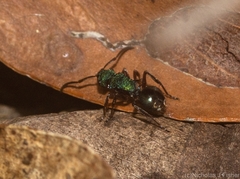 Polyrhachis hookeri