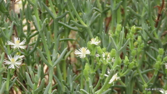 Ruschia multiflora