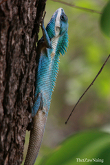 Calotes mystaceus