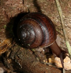 Sphaerospira fraseri