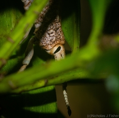 Leptopius setosus