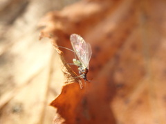 Euceraphis