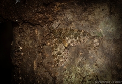 Crasilogia gressitti