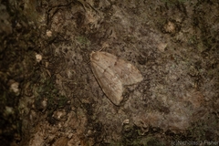 Scaphidriotis xylogramma