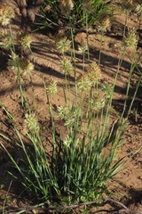 Geochloa