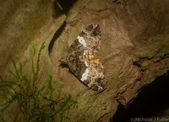 Chrysolarentia phaedra