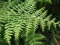 Hypolepis sparsisora