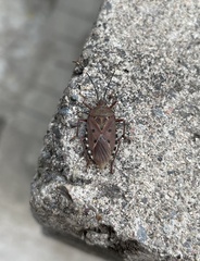 Urochela quadrinotata