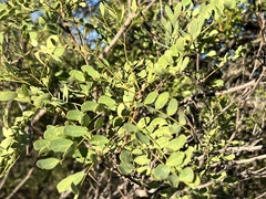 Leucaena retusa