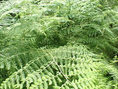 Hypolepis sparsisora