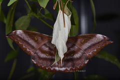 Antheraea assamensis