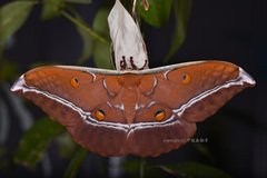 Antheraea assamensis