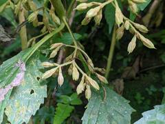 Rhynchotechum discolor