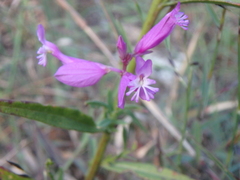Polygala major