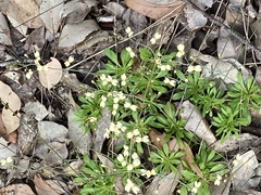 Stylidium spathulatum