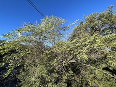 Leucaena retusa