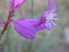 Polygala major