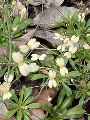Stylidium spathulatum