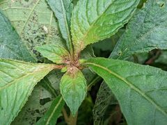 Rhynchotechum discolor