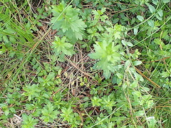 Laurembergia repens