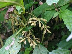 Rhynchotechum discolor