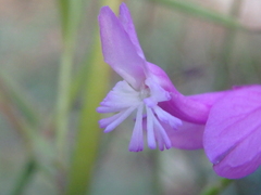 Polygala major