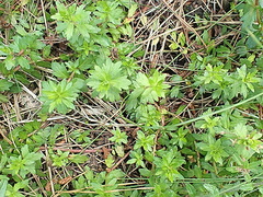 Laurembergia repens