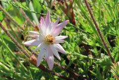 Knowltonia tenuifolia