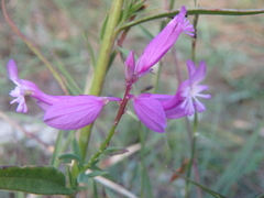 Polygala major