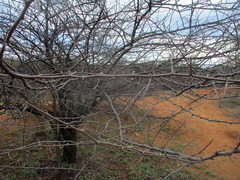 Dichrostachys cinerea