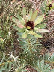 Leucadendron sessile