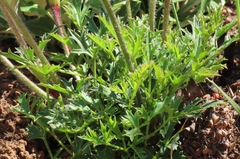 Knowltonia tenuifolia