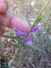 Polygala major