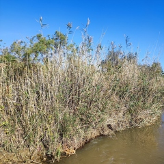 Phragmites australis altissimus