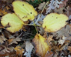 Smilax ecirrhata