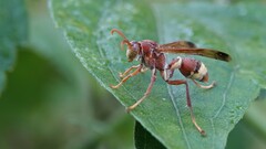 Polistes stigma