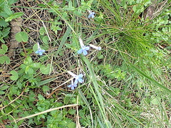 Lobelia neglecta