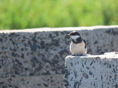Hirundo albigularis