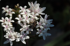 Corymbium villosum