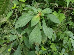 Rhynchotechum discolor